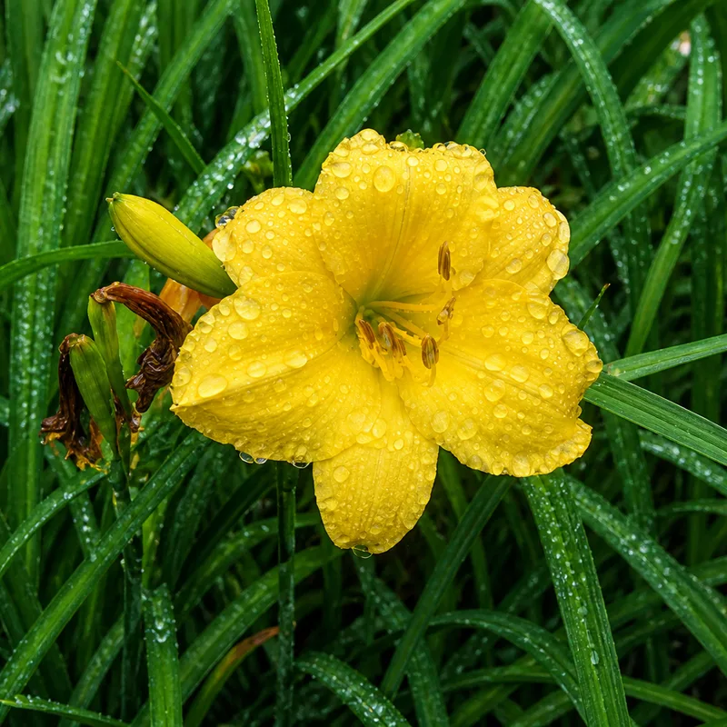 Civisme d'Or