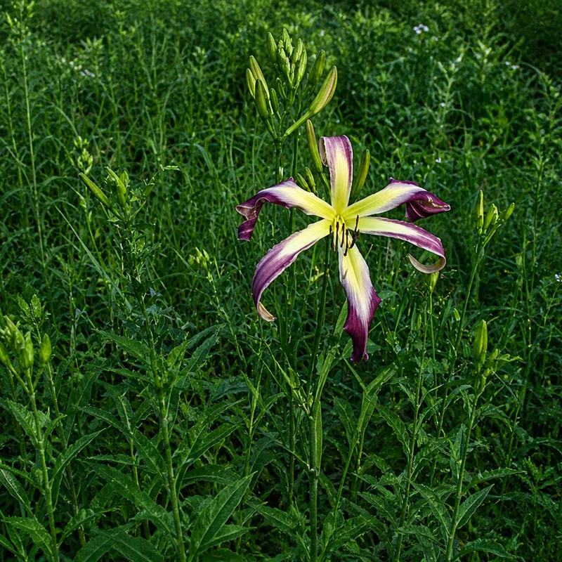 Lavender Asterisk AHS image