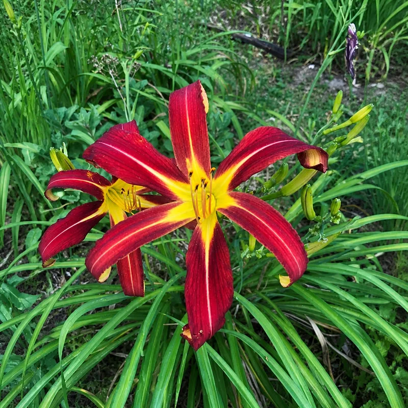 Crimson Sea Star AHS image