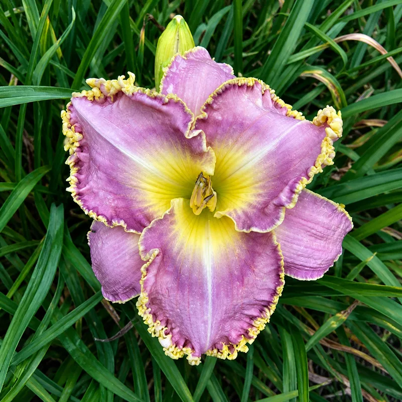 Prairie Prime Time AHS image