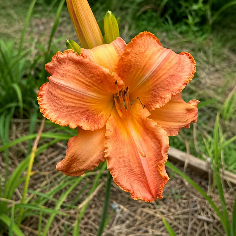 Madcat La Loves Lilies AHS image