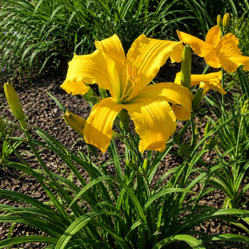 High Country Radiance AHS image