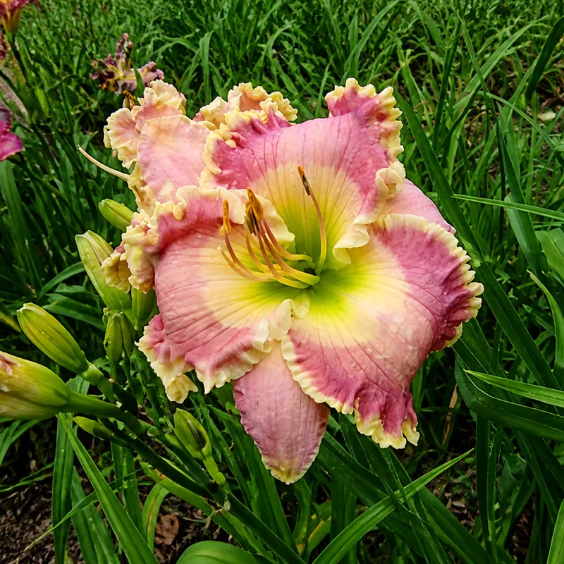 Devonshire Lass AHS image