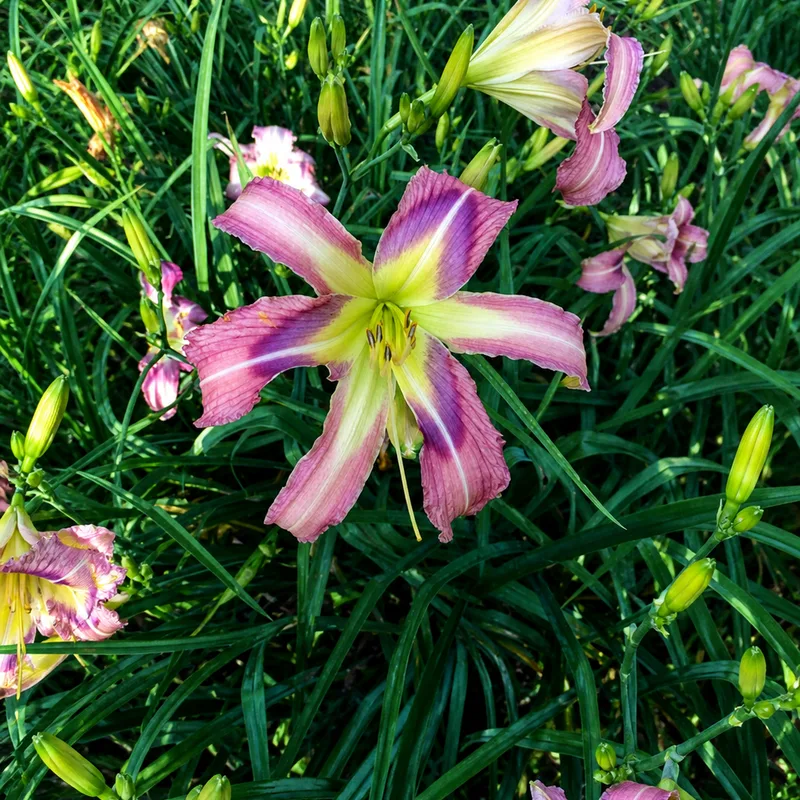 Baby Blue Fireworks AHS image