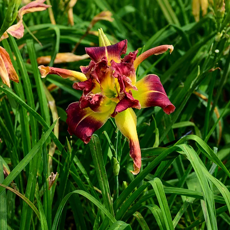 Our Huckleberry Friends AHS image