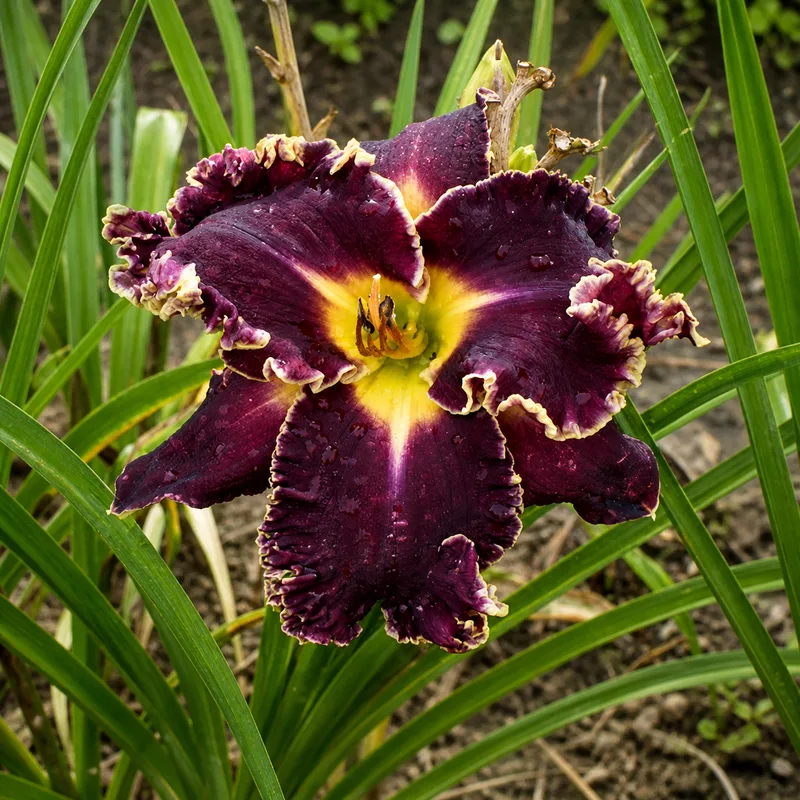 Apatura Boss in the Garden