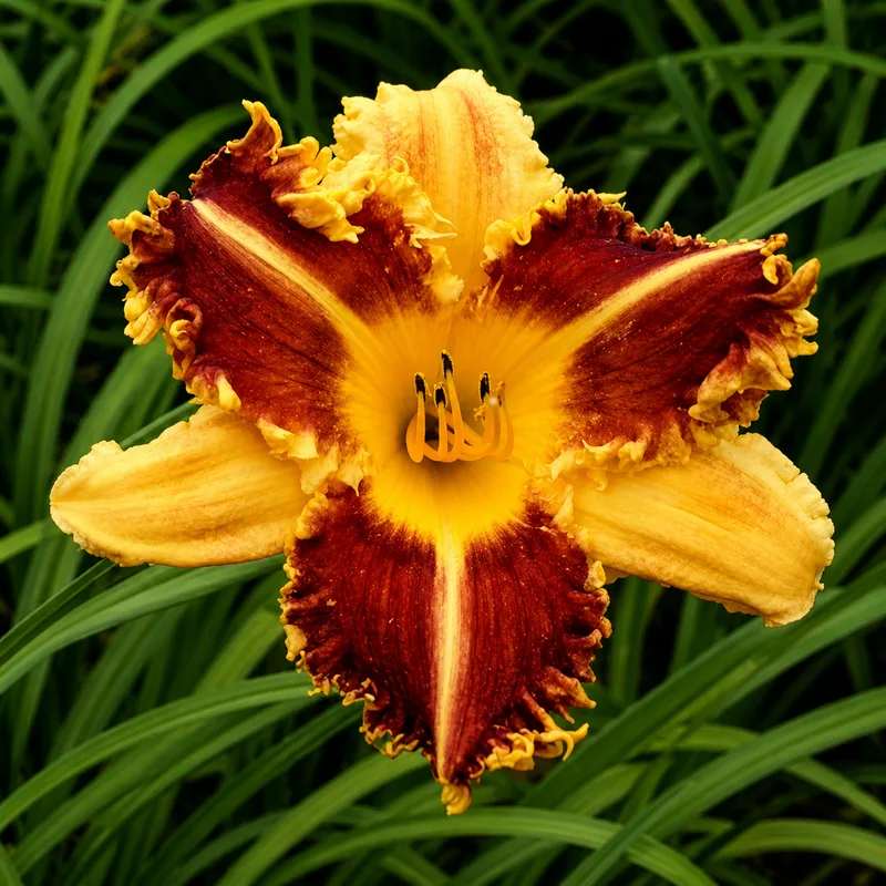 Bicolor Horns AHS image