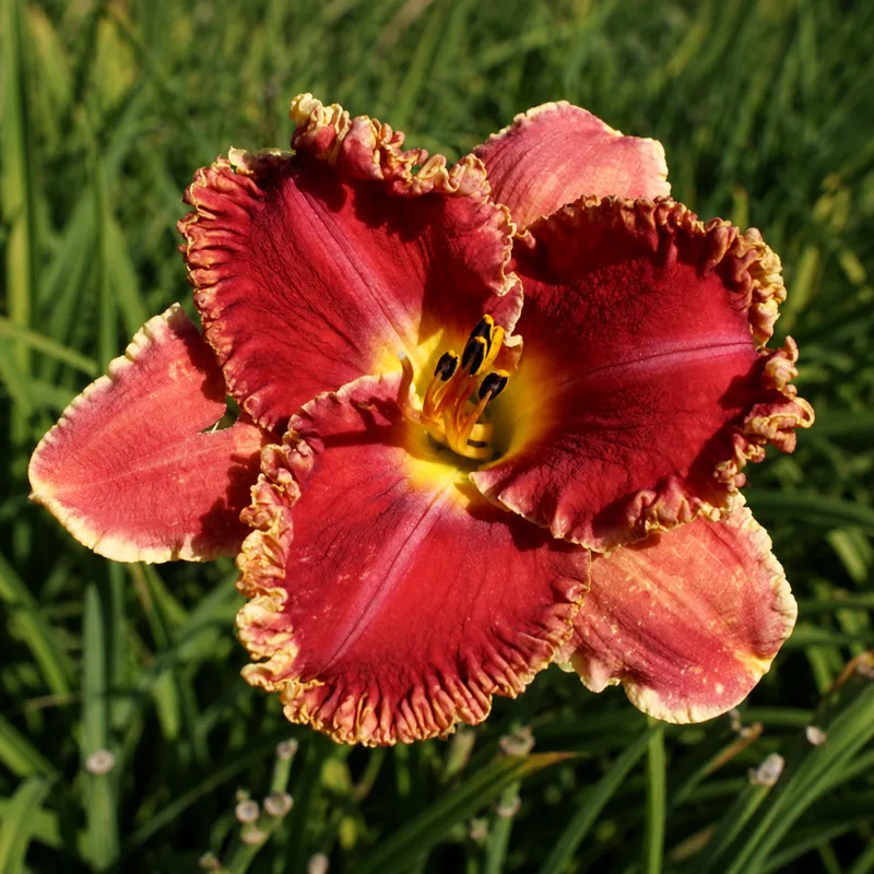 Lacy Summer AHS image