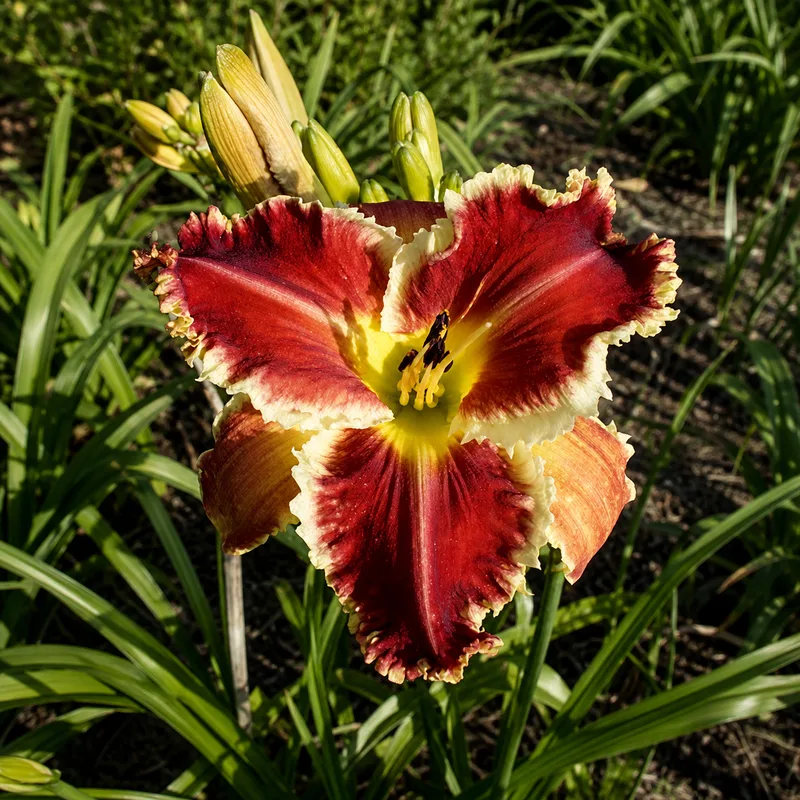Long Blooming Summer AHS image