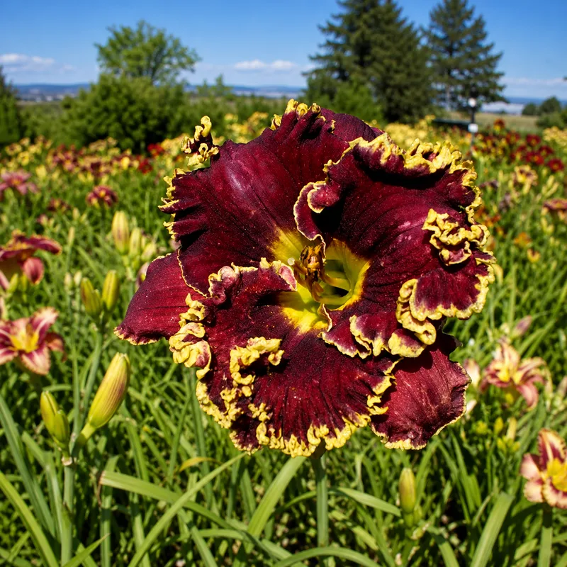Rich Red Wine AHS image