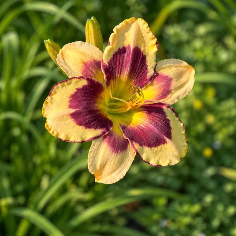 Beauty in Disguise