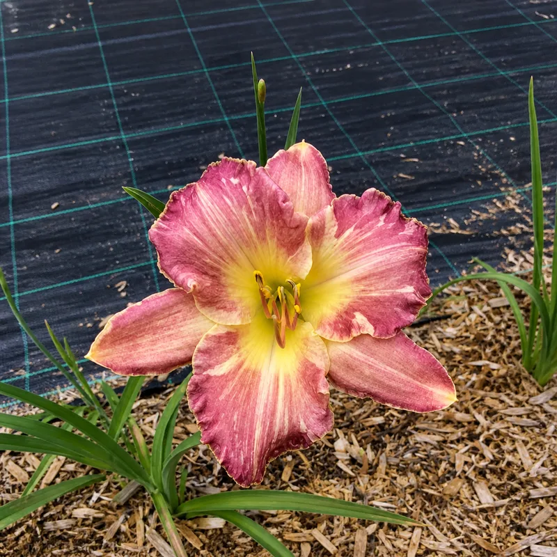 Hillside's Pink Zebra AHS image