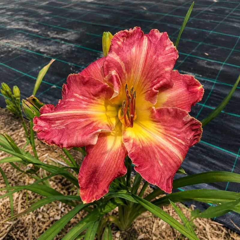 Rosy Tiger AHS image