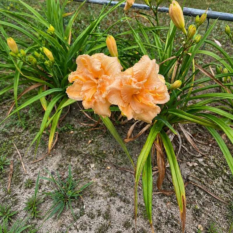 Cape Cod Peaches and Cream AHS image