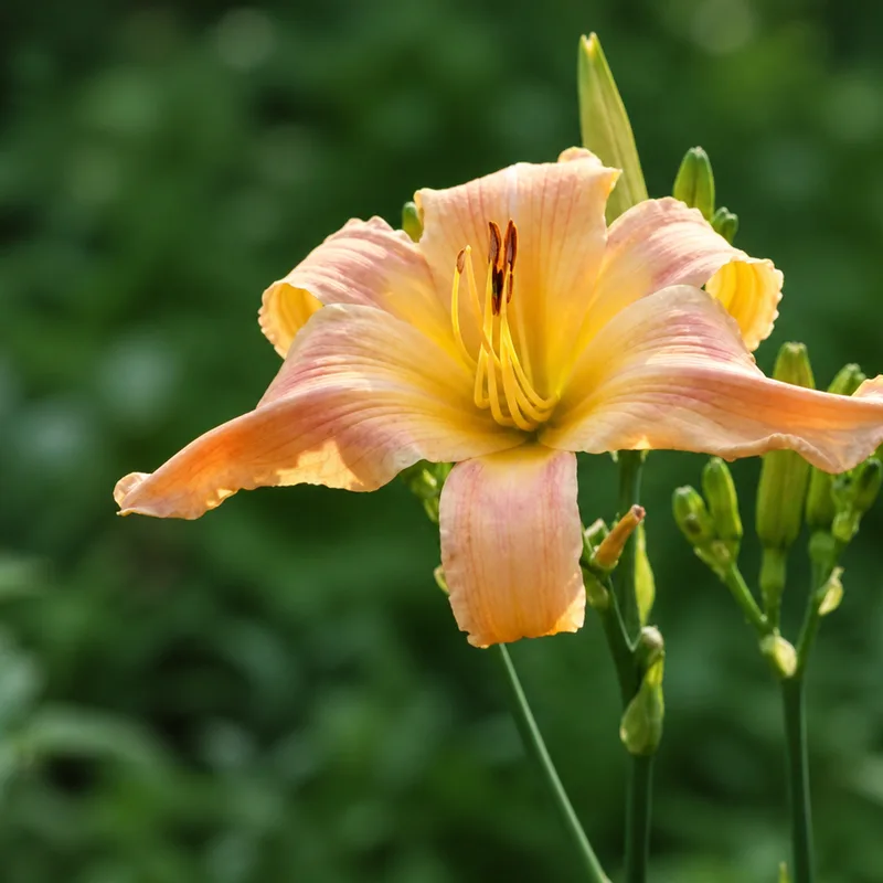 Va Va Bloom AHS image