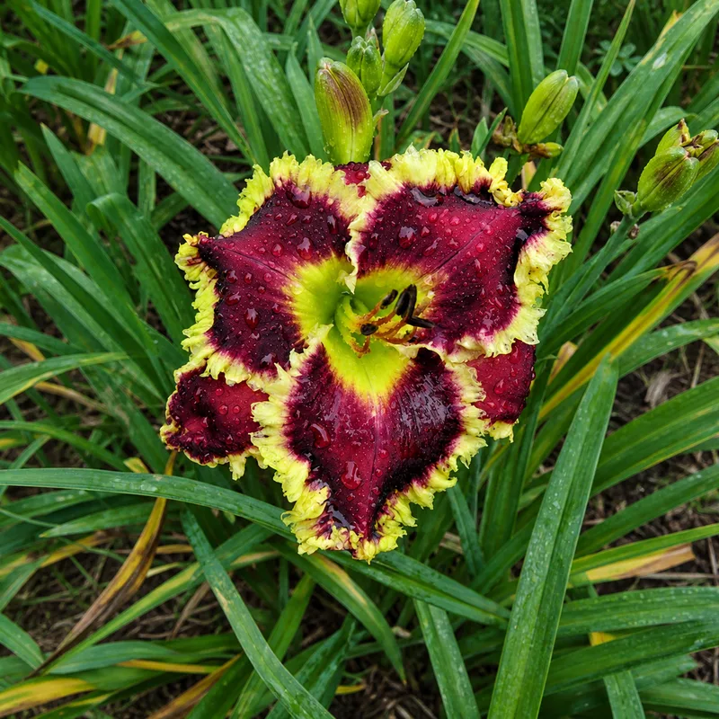 Lazoa AHS image