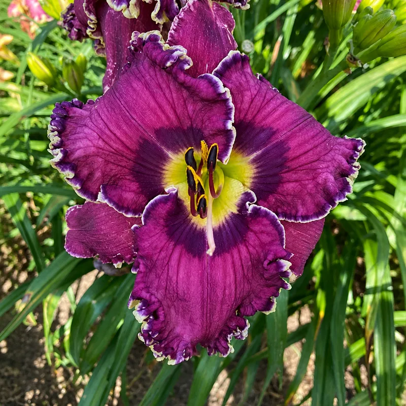 Color Me Grape AHS image