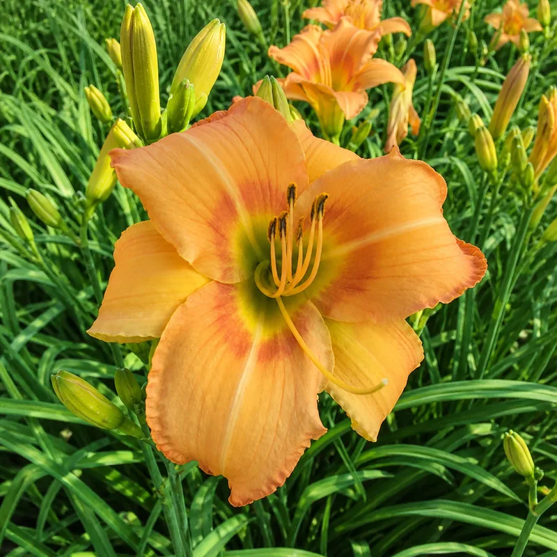 SIT Orange Sunshine