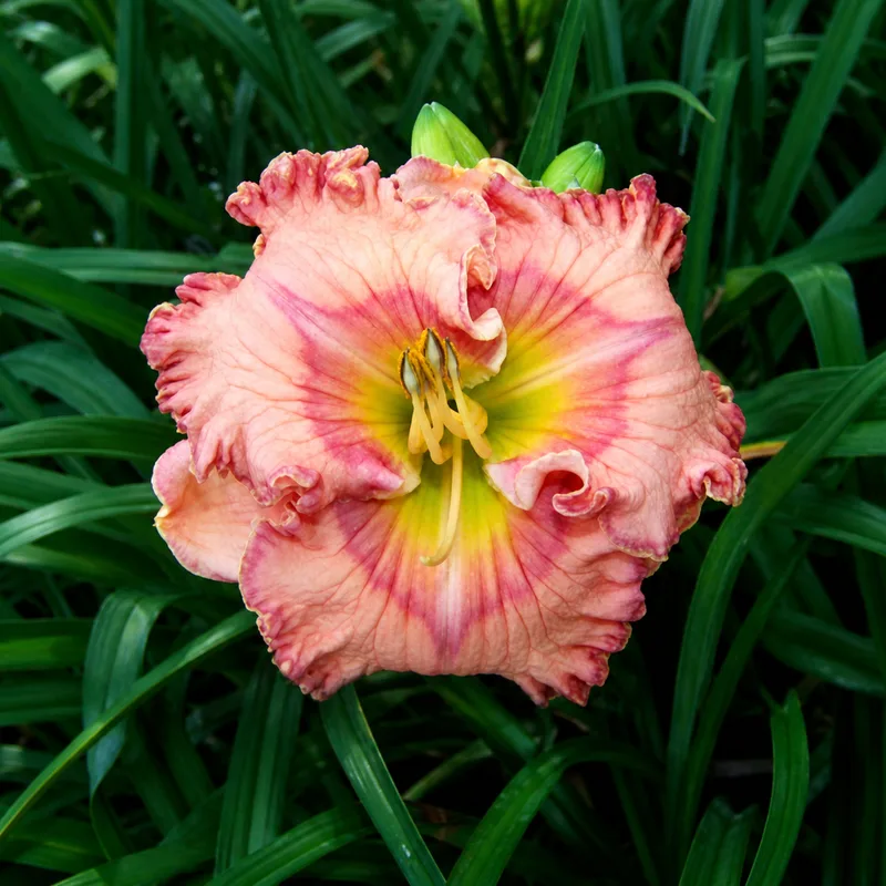 Filoli AHS image
