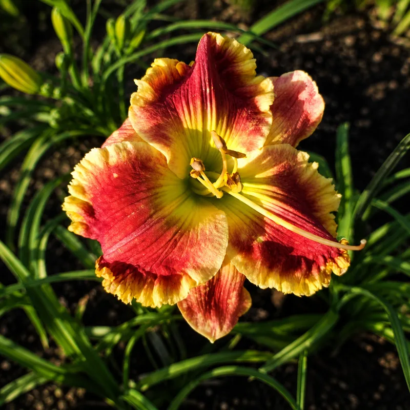 Lily Farm Freedom Warrior AHS image