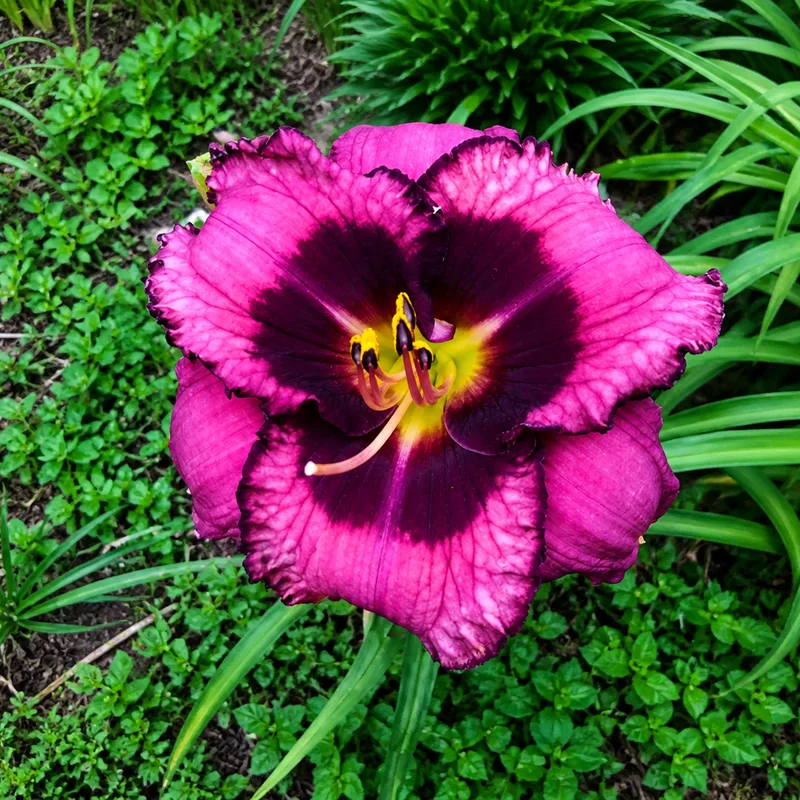 TrueNorth Plum Delight AHS image