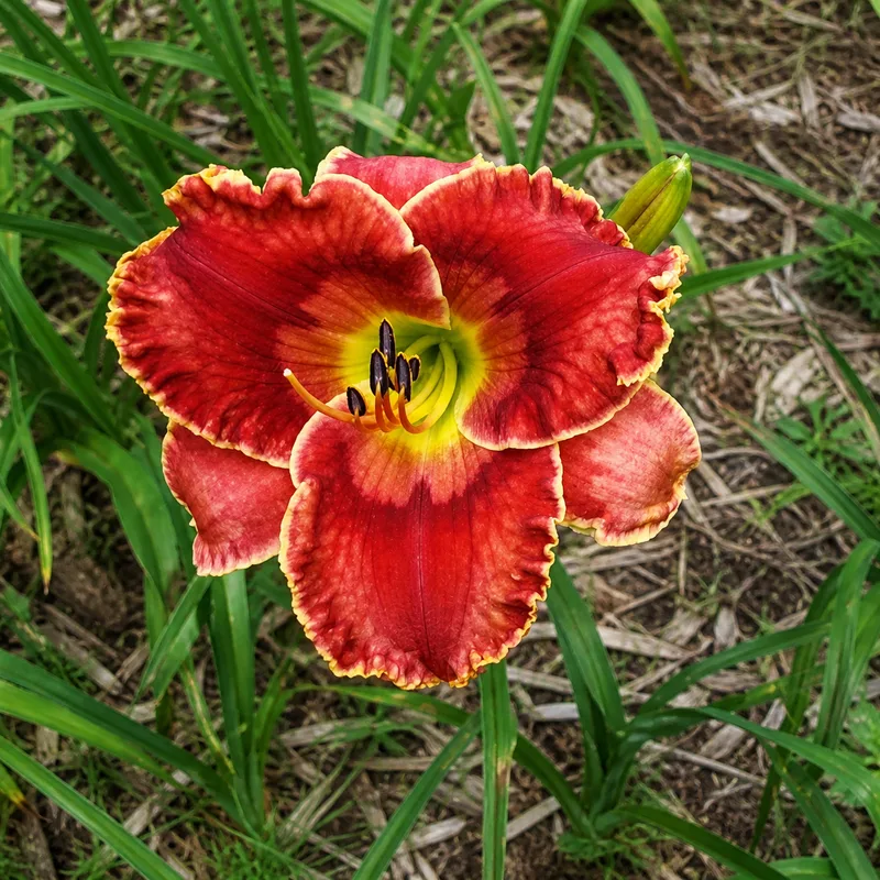 Vermilion County AHS image