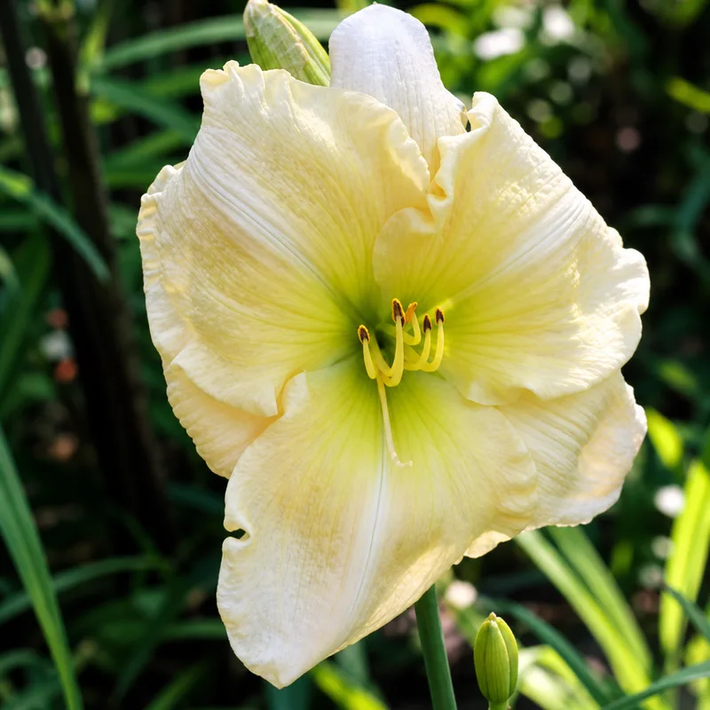 White Cheddar AHS image