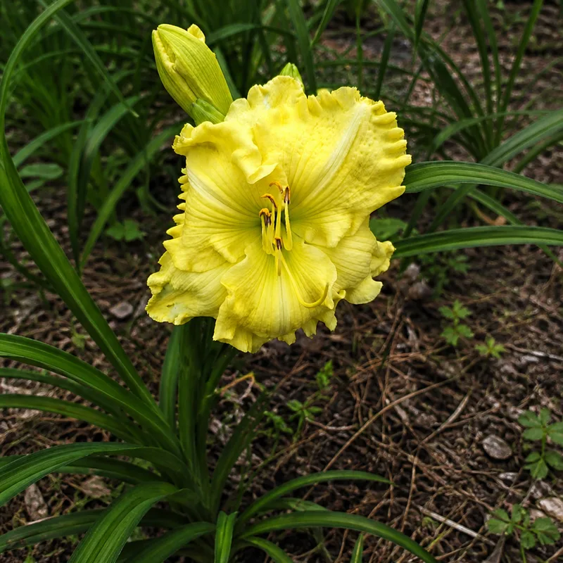 Lily Farm Lemon Mountain AHS image