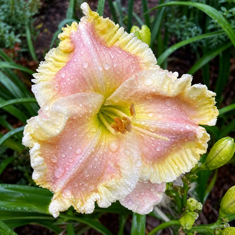 Greywoods Nonesuch AHS image