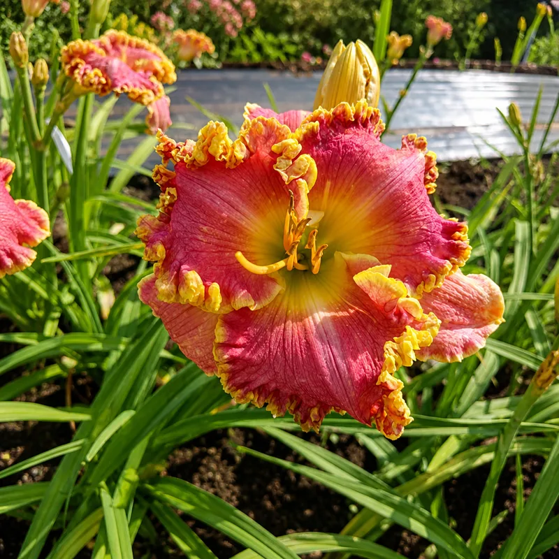 Wildfield Sweetheart AHS image