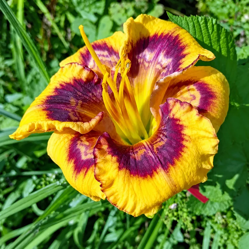 Amber Designer