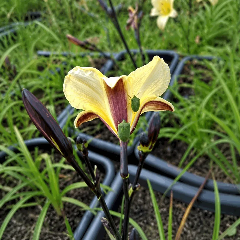 Taunus Black Blondes AHS image