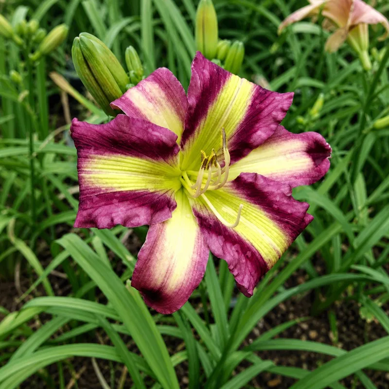 Taunus Purple Triquet AHS image