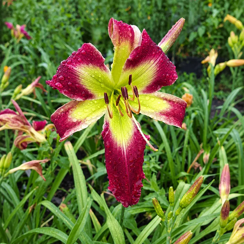 Taunus Red Satisfaction AHS image