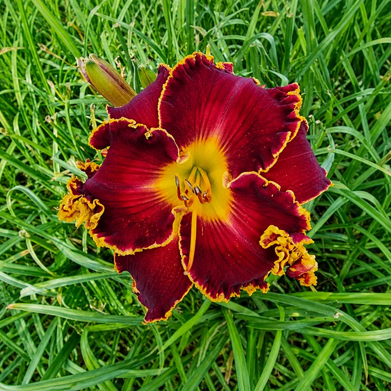 Spacecoast Congo Red AHS image