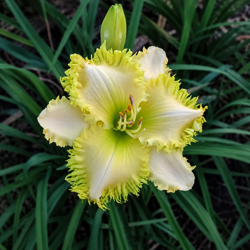 Spacecoast Green Goddess AHS image