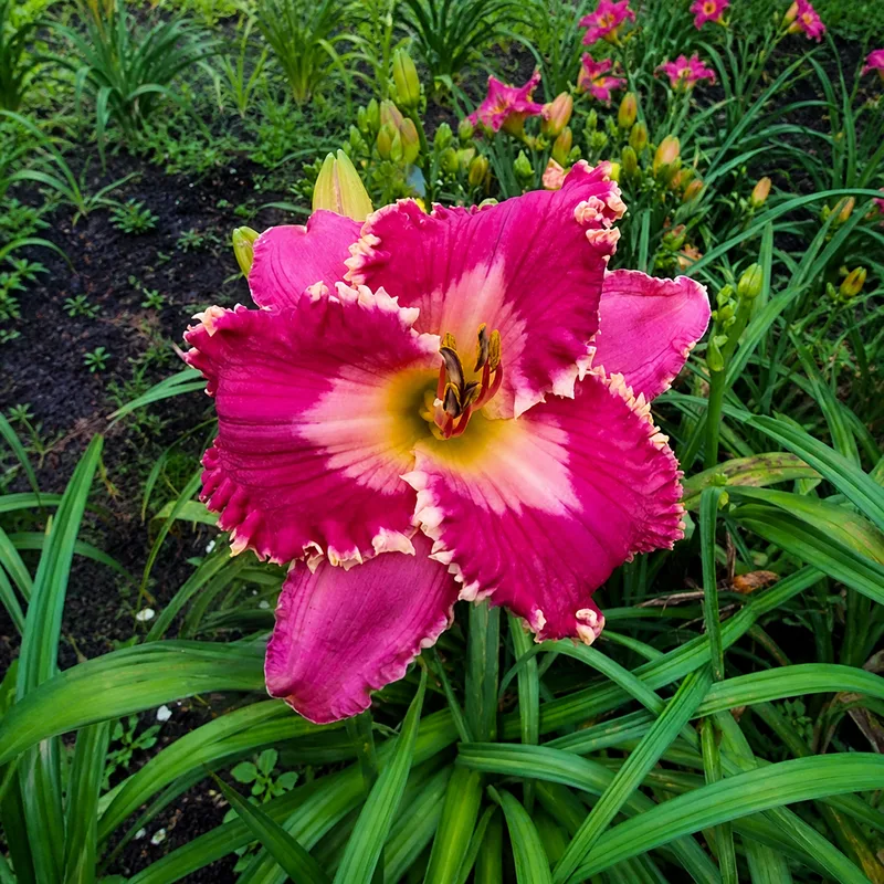 Spacecoast Queen of Diamonds AHS image