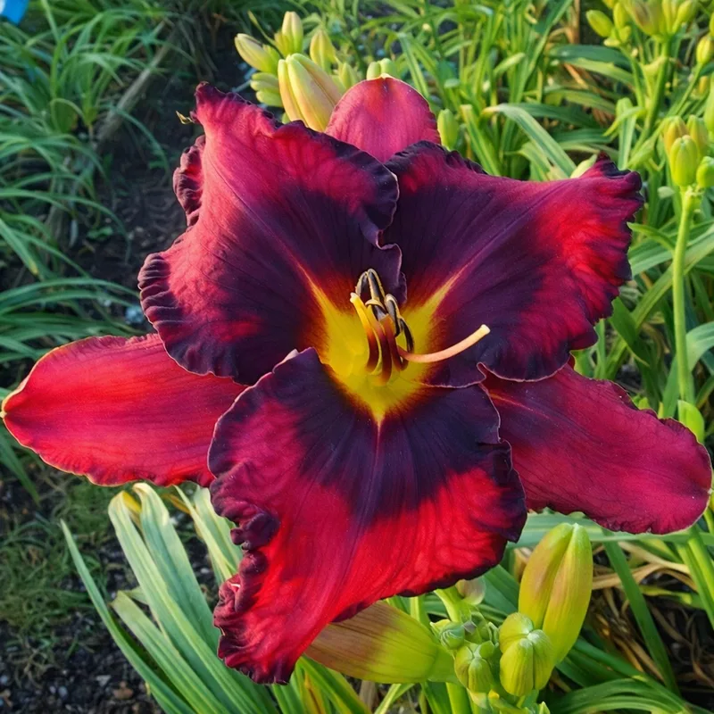 Spacecoast Voodoo Doll daylily bloom