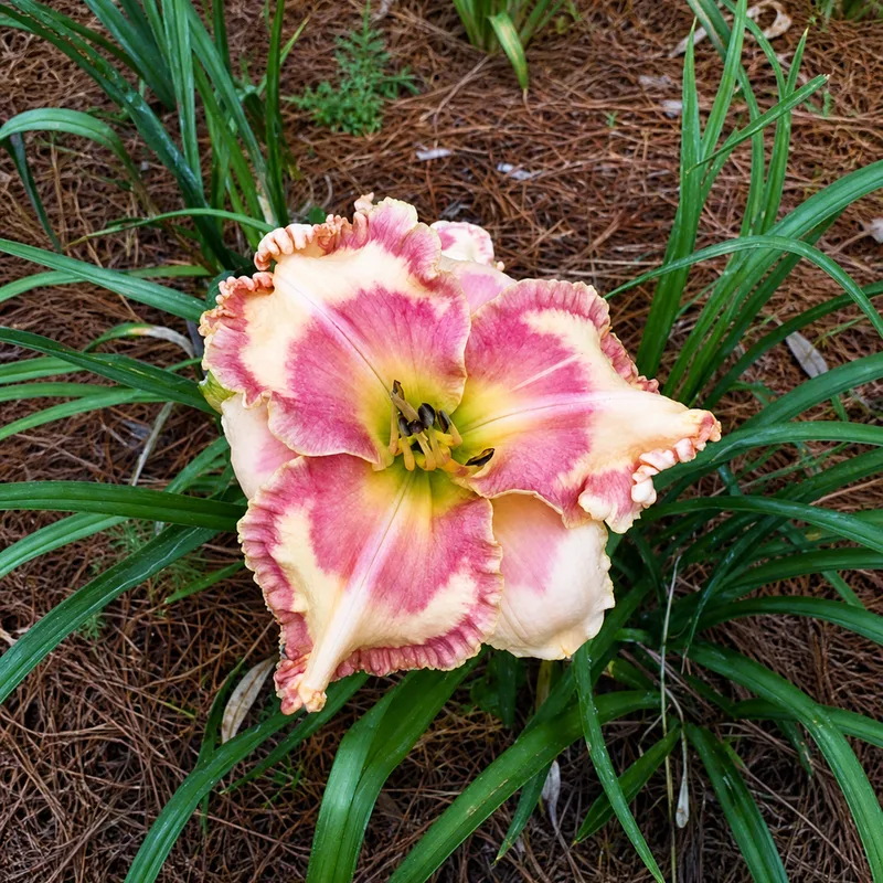 Happy Enchilada AHS image