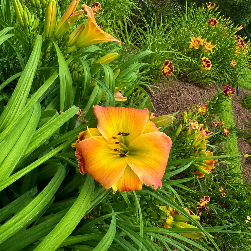 Talquin's Sunburst Fantasy AHS image