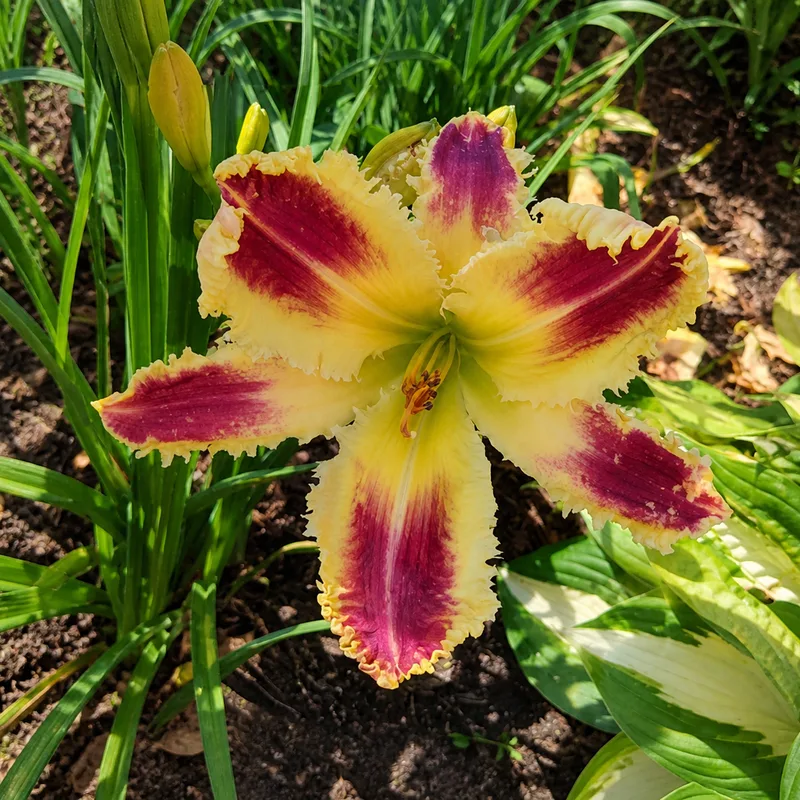 Finding Happiness in the Garden AHS image
