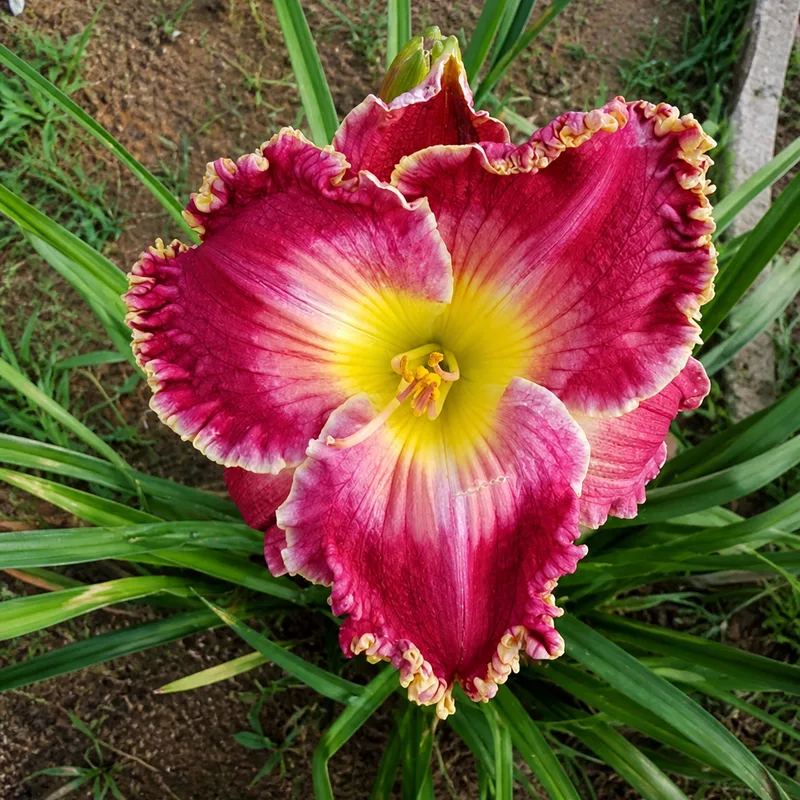 Sugar Plum's Andia