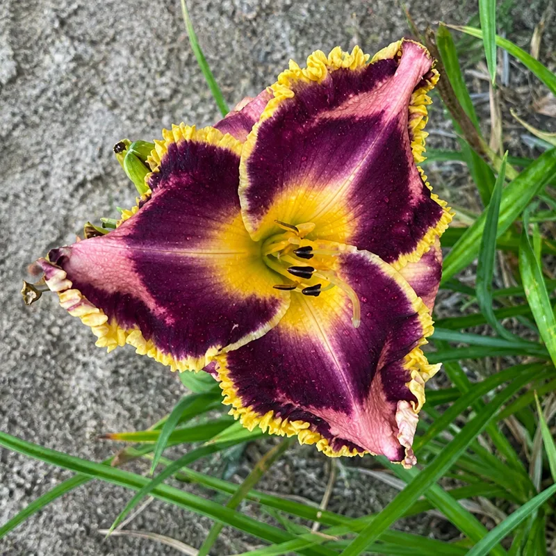 Show Me Jazzy AHS image