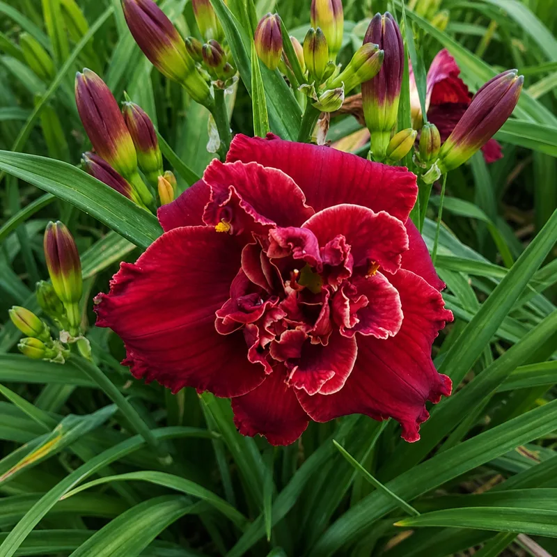 Double Crown of Desire AHS image
