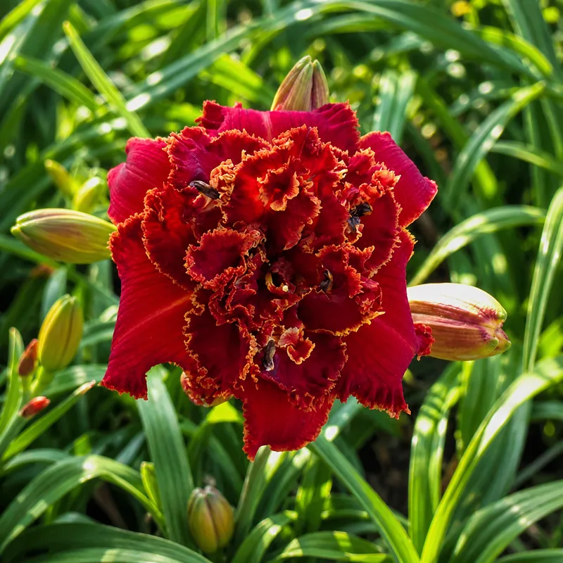Double Fiery Passion
