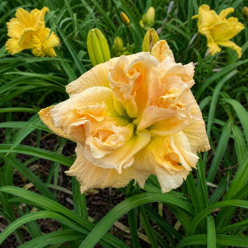 Double Peachy Bouquet AHS image