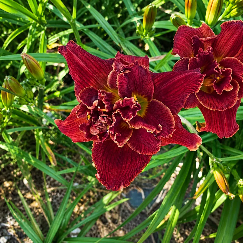 Double Scarlet Diamonds AHS image