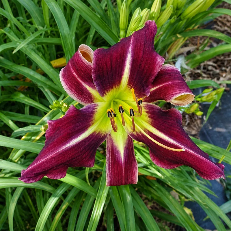 Dragon Fruit Swirl