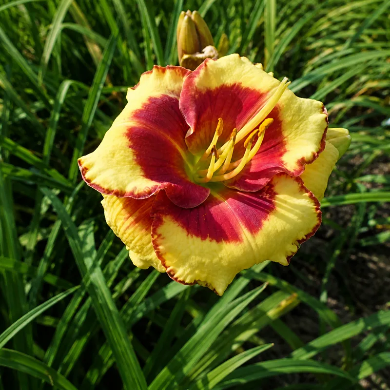 Boitzer Red Eyed Candy AHS image