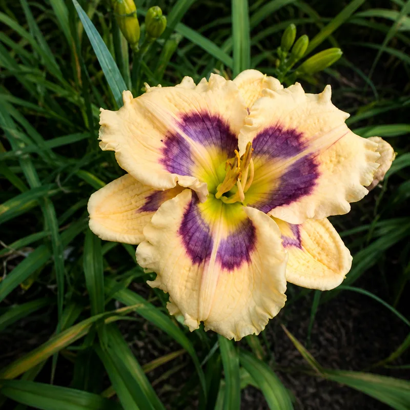 Boitzer Ronja AHS image